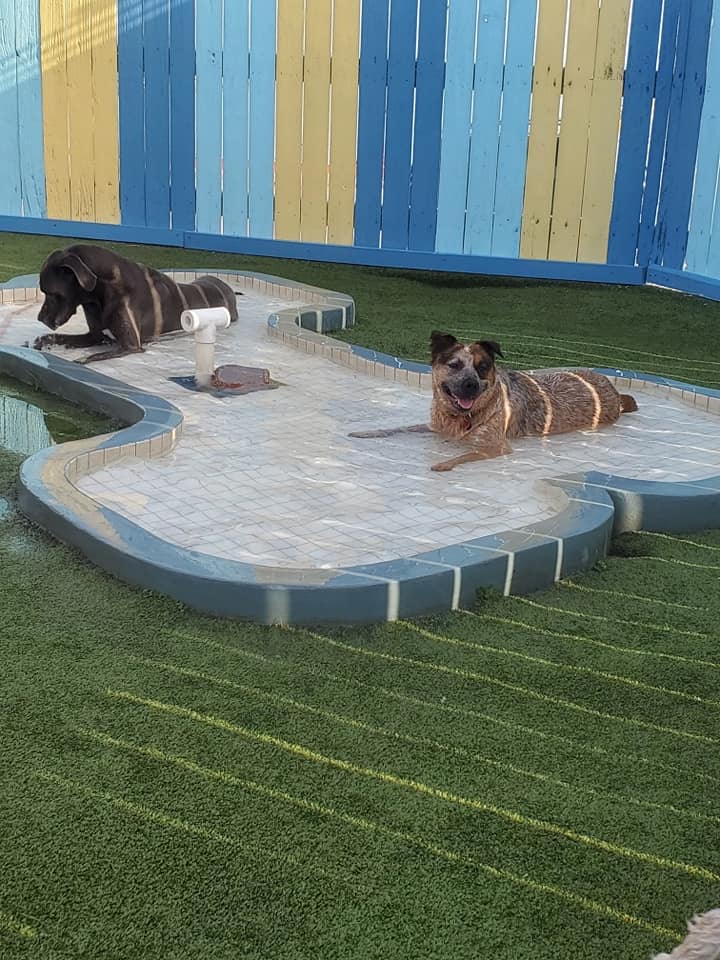 Dogs laying in a pool