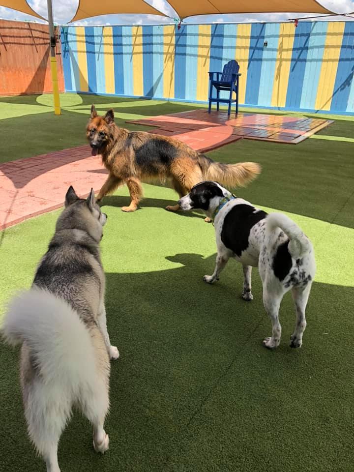 3 big dogs playing